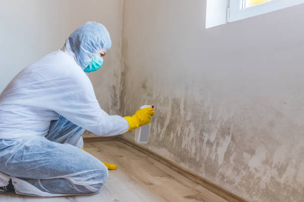 Licensed Basement Mold Remediation service in Elizabethtown, PA - WQB Mold Removal