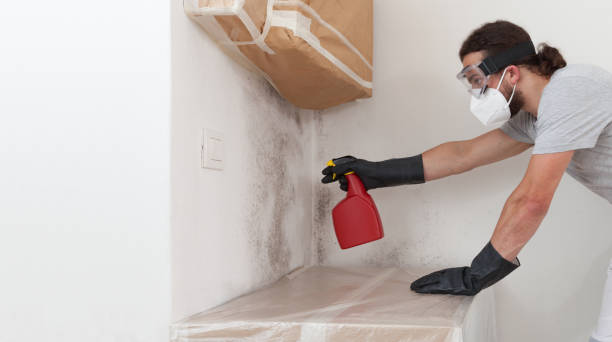 Professional Basement Mold Remediation technician working in Elizabethtown, PA